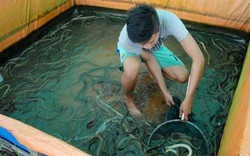 Nể thật: Bỏ việc ở Singapore về miệt vườn Tây Đô làm bồn nuôi lươn