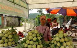 Na dai Mai Sơn quả to ngọt lịm, tư thương vào tận vườn thu mua