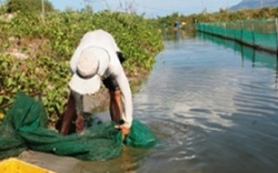 Khánh Hòa: 80ha ốc hương chết la liệt, đóng bao vứt đống bên đường