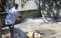 Lợn chết chôn không xuể ở Khánh Hòa: Do bệnh dịch tả