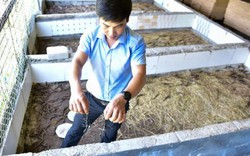 Có gì "ghê ghê" trong trang trại nuôi hơn 20.000 con côn trùng ở Hà Nội?