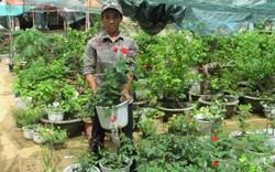 “Bỏ túi” 20 triệu/tháng từ trồng hoa trên đất dự án treo