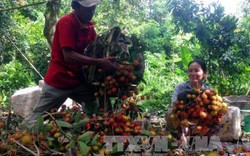 Chôm chôm Java rớt giá thấp nhất 5 năm qua, thương lái "mất tích"