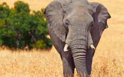 Thợ săn châu Phi bị voi khổng lồ giẫm chết
