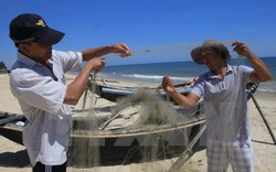 Cá nóc nhiều bất thường tại vùng biển Thừa Thiên-Huế