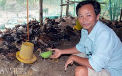 Làm giàu từ chăn nuôi: Gà thả vườn trên đệm sinh học, chưa thấy ế