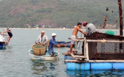 "Tôi kinh hoàng khi chứng kiến sự ô nhiễm tại vịnh Xuân Đài"