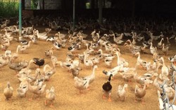 Đắk Lắk: Tiêu hủy "thành công"  2.000 con vịt cúm sau gần 2 tháng