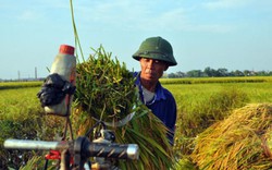 An ninh lương thực là vấn đề “nóng bỏng” của APEC