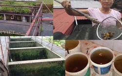Nước sạch toàn hến chết ở Ninh Bình: Đã lấy mẫu nước để kiểm nghiệm