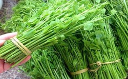 Rau rừng giá tới 120.000 đồng/kg vẫn được chị em săn đón