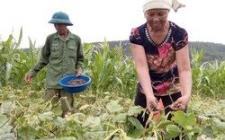 Thu 4 tỷ đồng nhờ trồng đậu trên đất lúa cao cưỡng