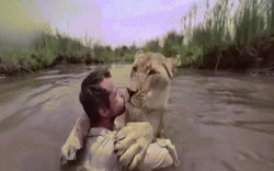 Sư tử trên bờ "vồ" người đàn ông giữa sông và diễn biến không ngờ
