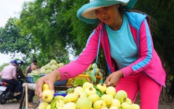 An Giang: Dân Bảy Núi trồng thị xen cây ăn trái, thu 200.000 đ/ngày