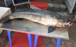 Bắt được cá trắm “khủng”, dài gần 1,5m trên hồ Thác Bà