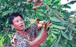 Biệt tài "sai khiến" na, nhãn ra quả trái vụ, nhà nông thu bộn tiền