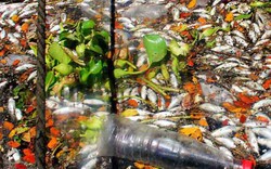 Clip: Cá chết nổi trắng sông ở Đà Nẵng