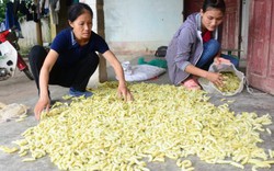 Tuyên Quang: Nuôi tằm ăn lá, "nhả" ra 90 triệu đồng/ha