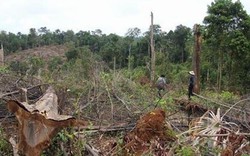 Khởi tố 4 đối tượng phá rừng quy mô lớn ở Lâm Đồng