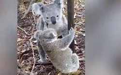 Koala mẹ cứu con mắc vào hàng rào dây thép gai