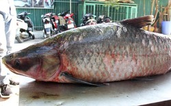 Cận cảnh "quái vật" cá trắm đen nặng 42 kg, dài 1,45m