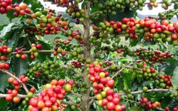 Giá nông sản hôm nay 23.8: Cà phê tăng tiếp 200 đ/kg, tiêu giữ giá