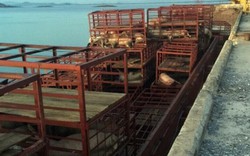 Gần 7 tấn lợn chết bốc mùi hôi thối cập cảng ở Quảng Ninh