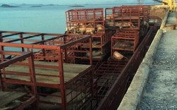 Gần 7 tấn lợn chết cập cảng ở Quảng Ninh