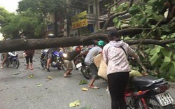 TP.Lào Cai: Gió giật mạnh, nhiều cây xanh bị "thổi" tung gốc