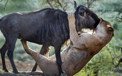 Chỉ với một “nụ hôn”, sư tử giết chết linh dương đầu bò