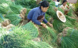 Giá hành lá tăng vọt, nông dân ĐBSCL bất ngờ... vì lãi cao