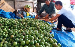 Giá chanh dây tăng cao, nhà vườn mất ăn mất ngủ vì "đầu gấu" o ép