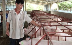 Đồng Nai: Nông dân bỏ chuồng hàng loạt sau cơn "bão giá" lợn