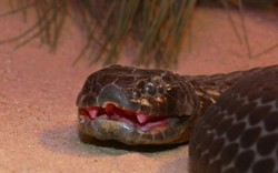 Loài rắn kịch độc đến mức 10 triệu năm không cần tiến hóa