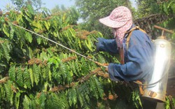 Bọ cánh cứng “tấn công” hàng loạt vườn cà phê ở Đắk Hà