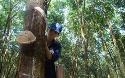 Bí quyết chăm bón cây cao su Tây Nguyên trong mùa mưa