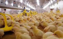 Tập đoàn thép Hòa Phát nhập lô gà giống siêu trứng đầu tiên từ Anh