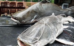Đưa cặp cá “khủng” từ Campuchia về Đà Nẵng