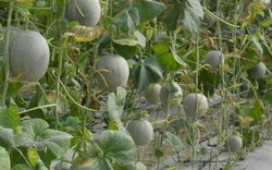 Vườn dưa lưới trĩu quả thu bạc triệu ở vùng cao gió Lào Nghệ An