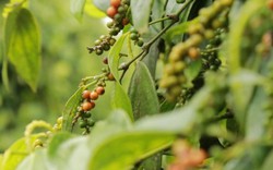 Giá nông sản hôm nay 29.8: Thị trường cà phê, tiêu giao dịch ảm đạm