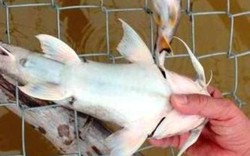 Nghệ An: Cá lồng chết hàng loạt do... mưa nhiều, nông dân điêu đứng