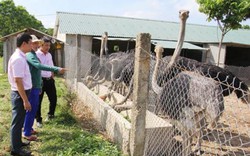 Tại vùng dự án Formosa, dân vay vốn nuôi đà điểu