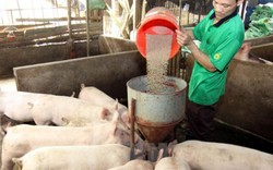 Ngân hàng Nhà nước trả lời về "tâm thư" của chủ trại lợn 12 tỷ đồng