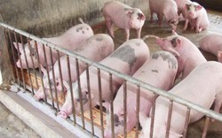 "Đại khủng hoảng" giá lợn và cuộc giải cứu chưa từng có