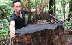 Vụ gỗ 3-4 người ôm bị “xẻ thịt”: Đã xác định vị trí rừng bị phá