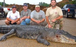 Mỹ: Bắt được cá sấu khổng lồ dài 4,3m phá kỉ lục