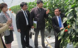 Hỗ trợ nông dân sản xuất nông nghiệp sạch theo công nghệ Nhật