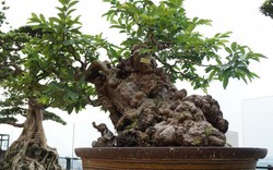 Ngắm cây ổi “300 tuổi, 1 tỷ không mua được” ở Hà Nội