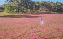 Mê mẩn ngắm cỏ hồng Đà Lạt trong ngày triển lãm ảnh nghệ thuật