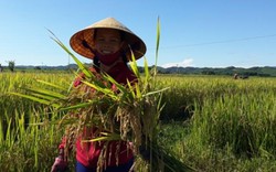 Nông dân Hà Tĩnh không có ngày nghỉ lễ, đội nắng gặt lúa từ nửa đêm